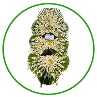 تاچ گل ختمی راگاپک